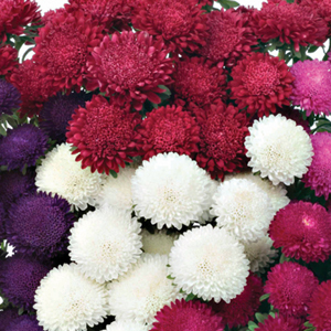 Gói 20 hạt cúc Nhật Bonita mix nhiều màu