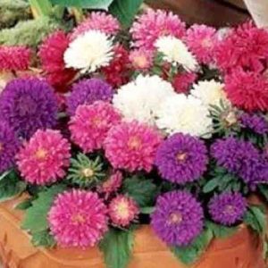 Gói 20 hạt cúc Nhật Bonita mix nhiều màu