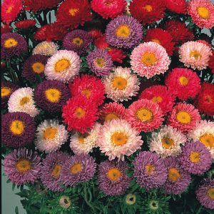 Gói 20 hạt cúc Nhật Matsumoto Mix nhiều màu