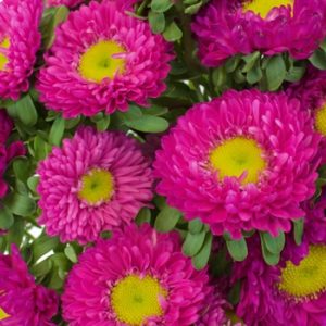 Gói 20 hạt cúc Nhật Matsumoto Mix nhiều màu