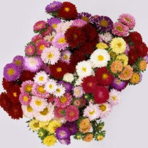 Gói 20 hạt cúc Nhật Matsumoto Mix nhiều màu