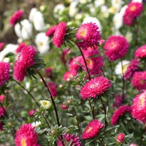 Gói 20 hạt cúc Nhật Matsumoto Mix nhiều màu