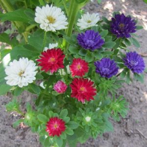 Gói 20 hạt giống hoa cúc Nhật Serenade Mix nhiều màu