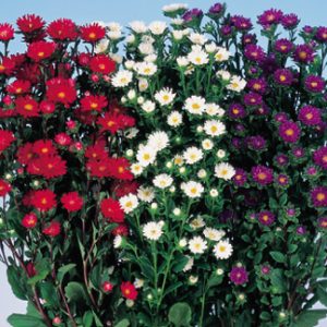 Gói 20 hạt giống hoa cúc Nhật Serenade Mix nhiều màu