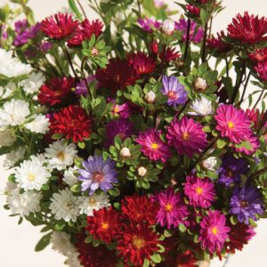 Gói 20 hạt giống hoa cúc Nhật Serenade Mix nhiều màu