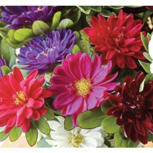 Gói 20 hạt giống hoa cúc Nhật Serenade Mix nhiều màu