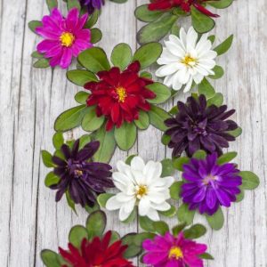 Gói 20 hạt giống hoa cúc Nhật Serenade Mix nhiều màu