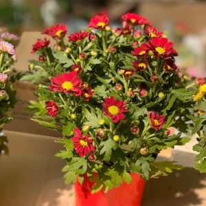 Chậu cây hoa Cúc Pico cho hoa màu đỏ - Chrysanthemum