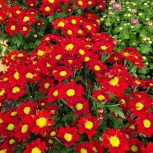 Chậu cây hoa Cúc Pico cho hoa màu đỏ - Chrysanthemum