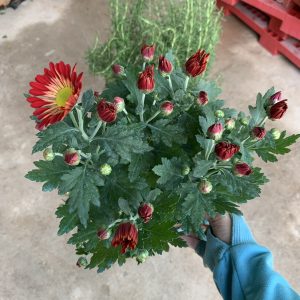 Chậu cây hoa Cúc Pico cho hoa màu đỏ - Chrysanthemum