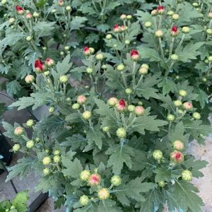 Chậu cây hoa Cúc Pico cho hoa màu đỏ - Chrysanthemum