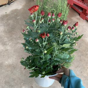 Chậu cây hoa Cúc Pico cho hoa màu đỏ - Chrysanthemum