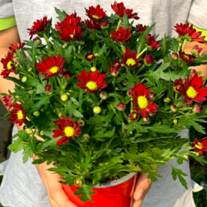 Chậu cây hoa Cúc Pico cho hoa màu đỏ - Chrysanthemum