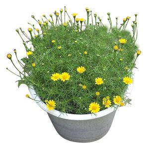 Gói 100 Hạt giống hoa cúc sao băng