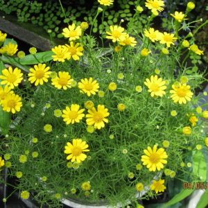 Gói 100 Hạt giống hoa cúc sao băng