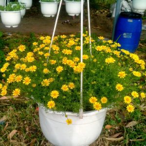 Gói 100 Hạt giống hoa cúc sao băng