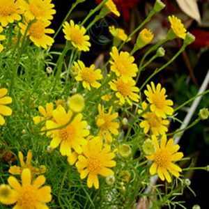 Gói 100 Hạt giống hoa cúc sao băng