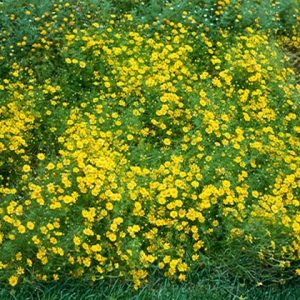 Gói 100 Hạt giống hoa cúc sao băng