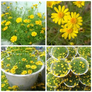 Gói 100 Hạt giống hoa cúc sao băng