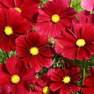Gói 50 hạt giống hoa Cúc Sao Nháy Lùn Kép ĐỎ