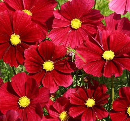 cuc-sao-nhay-do-1 Gói 50 hạt giống hoa Cúc Sao Nháy Lùn Kép ĐỎ