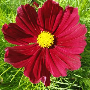 Gói 50 hạt giống hoa Cúc Sao Nháy Lùn Kép ĐỎ