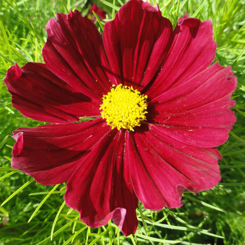 Gói 50 hạt giống hoa Cúc Sao Nháy Lùn Kép ĐỎ