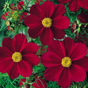 Gói 50  hạt giống hoa Cúc Sao Nháy Lùn Kép ĐỎ