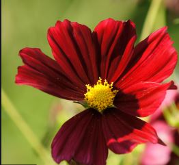 cuc-sao-nhay-do Gói 50 hạt giống hoa Cúc Sao Nháy Lùn Kép ĐỎ