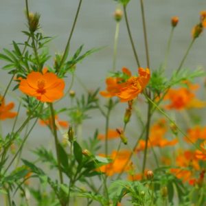 Gói 50  hạt giống hoa Cúc Sao Nháy Kép Cam