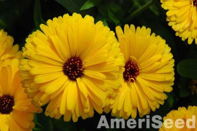 Gói 20 hạt cúc Susi (cúc vô ưu) nhiều màu