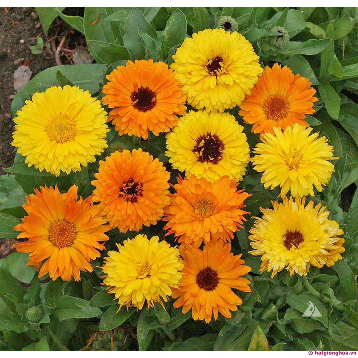 Gói 20 hạt cúc Susi (cúc vô ưu) nhiều màu