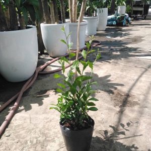 Cây giống Cúc Tần Ấn Độ - CayGiongTot