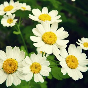 Gói 50  hạt giống hoa Cúc Tana Cỏ Thơm Feverfew Trị Đau Nửa Đầu