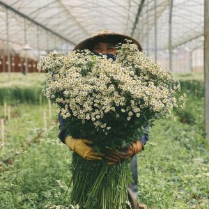 Gói 50  hạt giống hoa Cúc Tana Cỏ Thơm Feverfew Trị Đau Nửa Đầu