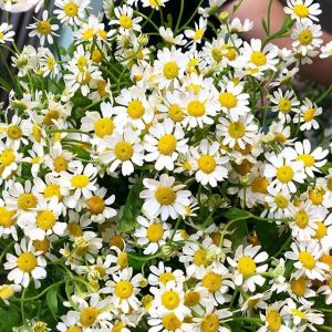 Gói 50  hạt giống hoa Cúc Tana Cỏ Thơm Feverfew Trị Đau Nửa Đầu