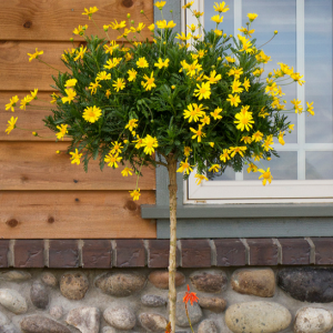 [Mới về, nảy mầm cực tốt] Gói 50 hạt giống hoa cúc thân gỗ lâu năm - cúc trường thọ