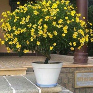 Chậu cây hoa cúc thân gỗ (cúc trường thọ - cúc vạn niên) trưởng thành - cây to đang cho hoa - giống cây lâu năm