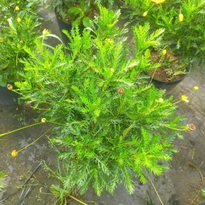 Chậu cây cúc thân gỗ (cúc trường thọ) size trung - cỡ chậu c10