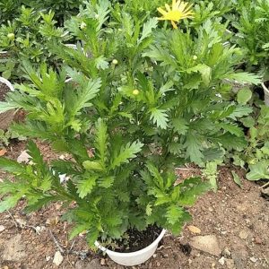 Chậu cây hoa cúc thân gỗ (cúc trường thọ - cúc vạn niên) trưởng thành - cây to đang cho hoa - giống cây lâu năm