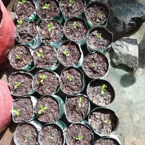 Combo 10 cây giống hoa cúc Thân Gỗ rễ trần - cây hoa Trường Thọ sống lâu năm dễ trồng