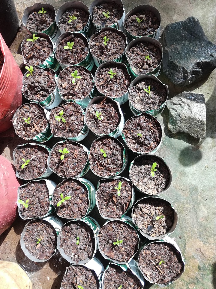 Combo 10 cây giống hoa cúc Thân Gỗ rễ trần - cây hoa Trường Thọ sống lâu năm dễ trồng