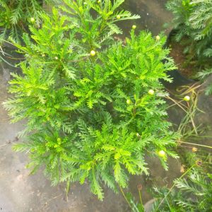 Chậu cây cúc thân gỗ (cúc trường thọ) size trung - cỡ chậu c10