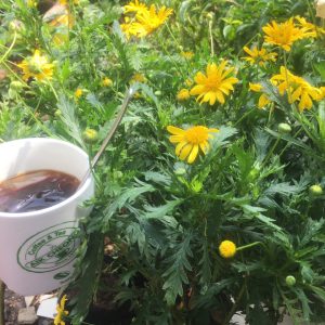 Combo 10 cây giống hoa cúc Thân Gỗ rễ trần - cây hoa Trường Thọ sống lâu năm dễ trồng