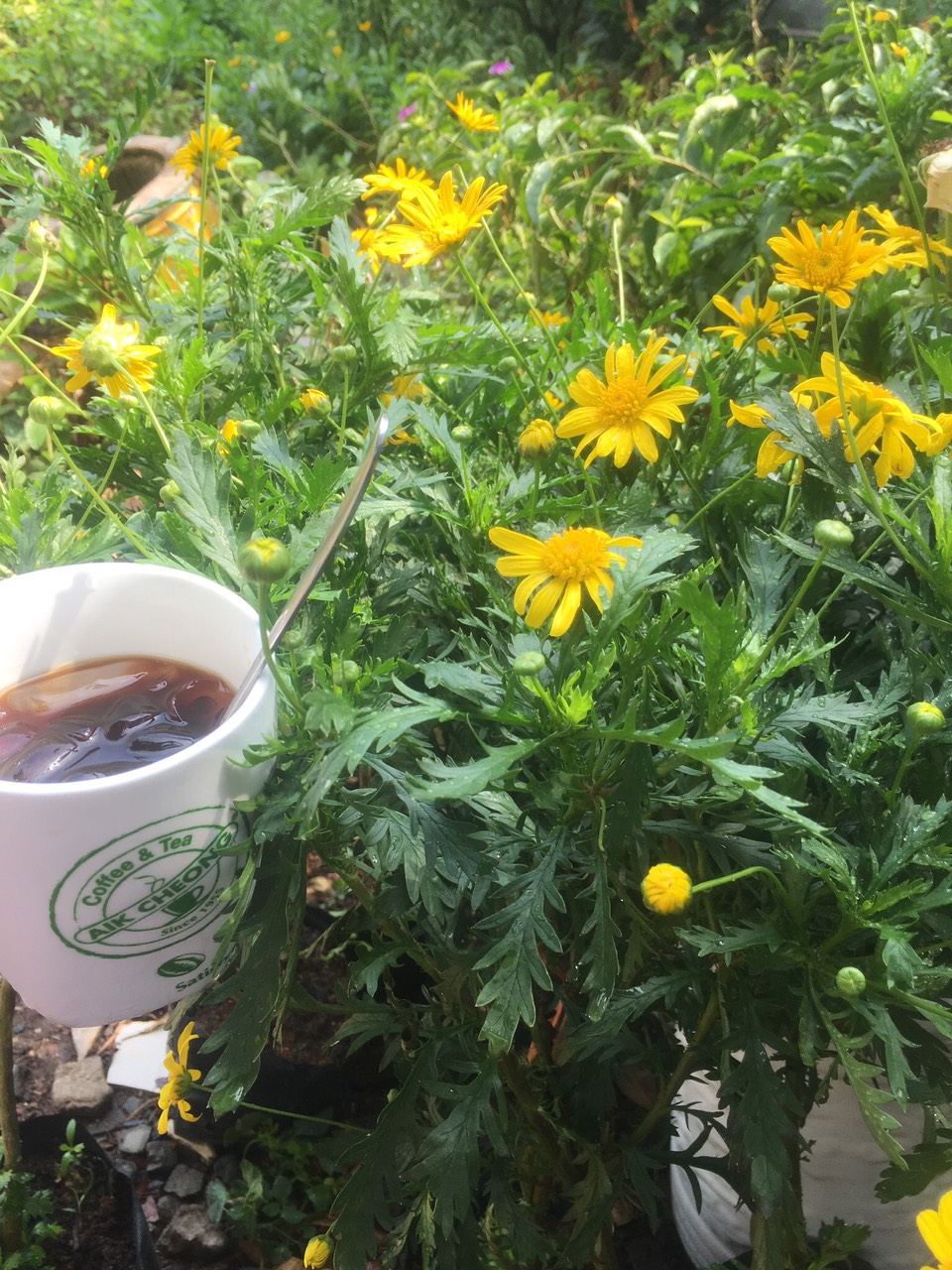 Combo 10 cây giống hoa cúc Thân Gỗ rễ trần - cây hoa Trường Thọ sống lâu năm dễ trồng