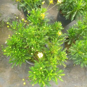 Chậu cây cúc thân gỗ (cúc trường thọ) size trung - cỡ chậu c10