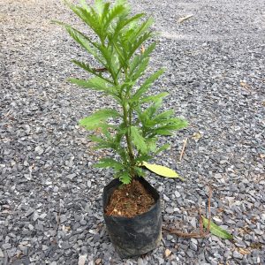 Cúc thân gỗ bầu đất - Cúc trường thọ, cúc vạn niên - Bầu rễ ổn định, cho hoa quanh năm