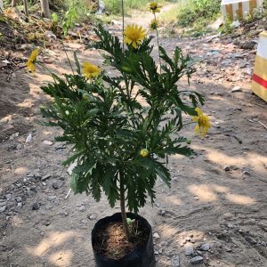 [Hàng hiếm] Chậu cây cúc thân gỗ dáng TREE đang sẵn hoa nhiều nụ, cây lâu năm dễ trồng