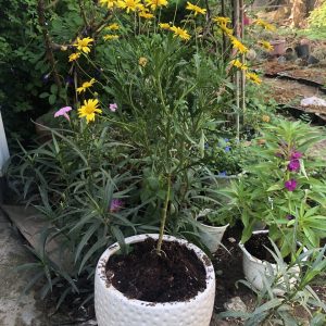 [Hàng hiếm] Chậu cây cúc thân gỗ dáng TREE đang sẵn hoa nhiều nụ, cây lâu năm dễ trồng