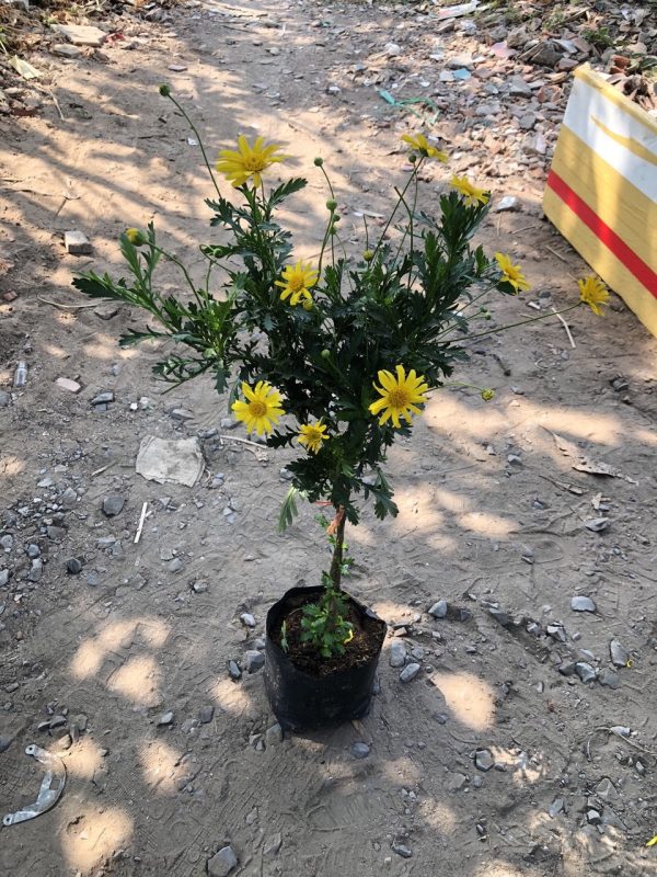 [Hàng hiếm] Chậu cây cúc thân gỗ dáng TREE đang sẵn hoa nhiều nụ, cây ...
